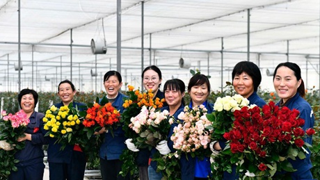 Rose industry helps locals increase income in Shandong
