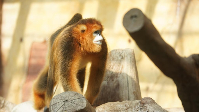 In pics: Sichuan golden snub-nosed monkeys