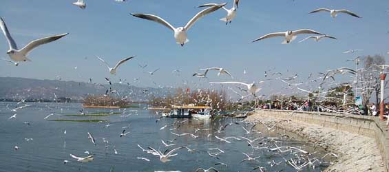 Gorgeous scenery of Kunming