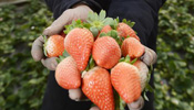 Farmers harvest strawberries in Yinchuan