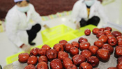 Jujubes Industry in China's Ningxia