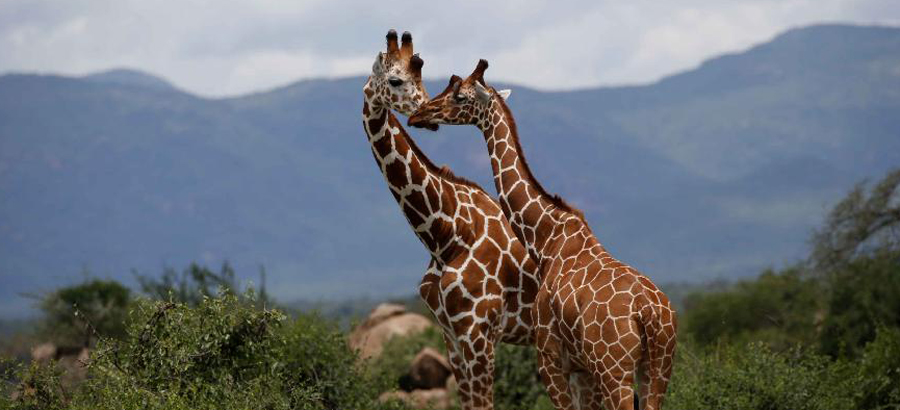 Animals in Kenya's Samburu National Reserve