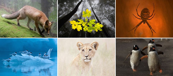 German Nature Society's Photographer of the Year 2013