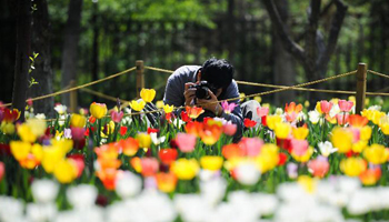 Tulip blossom in NE China