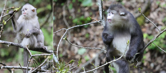 Population of Yunnan snub-nosed monkeys grows