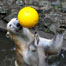 Polar bear plays with ball in water