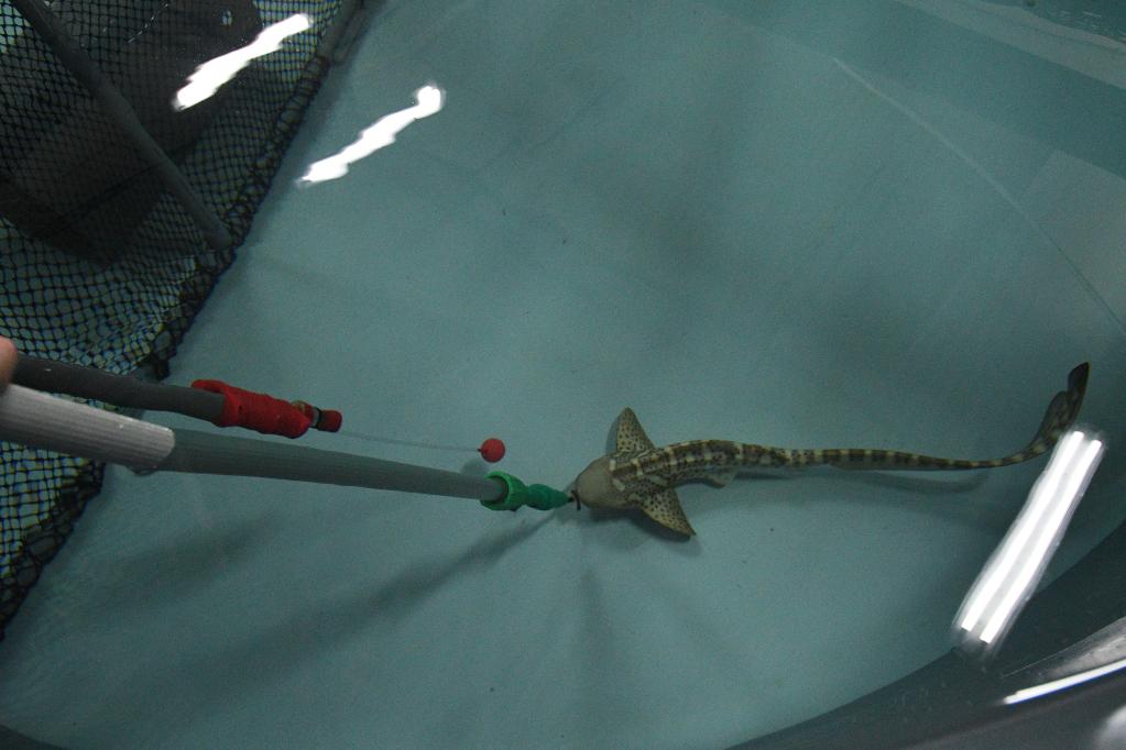 Baby zebra shark undergoes target feeding training in Singapore
