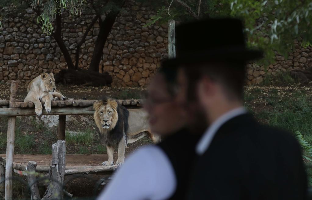 Lions seen at zoo in Jerusalem