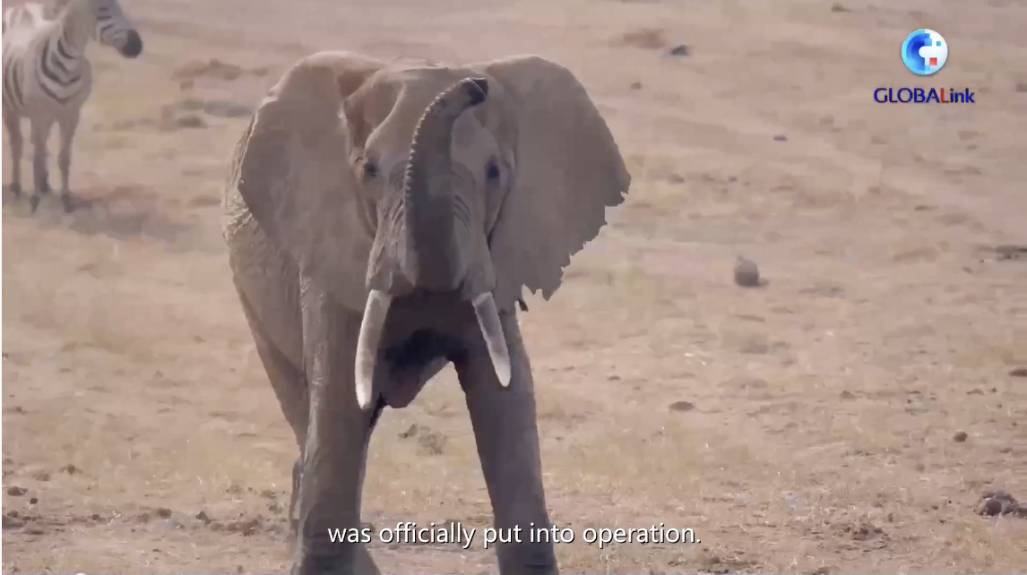 GLOBALink | From Xizang antelopes to African giraffes, Chinese-built railways seek harmony with wildlife