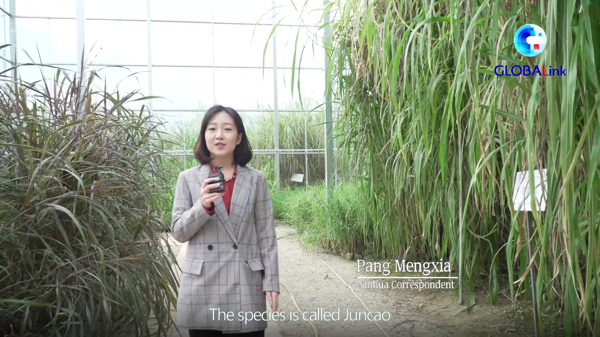 GLOBALink | How does China's "magic grass" benefit the world?