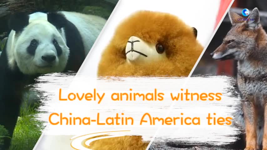 GLOBALink | Lovely animals witness closer China-LatAm ties