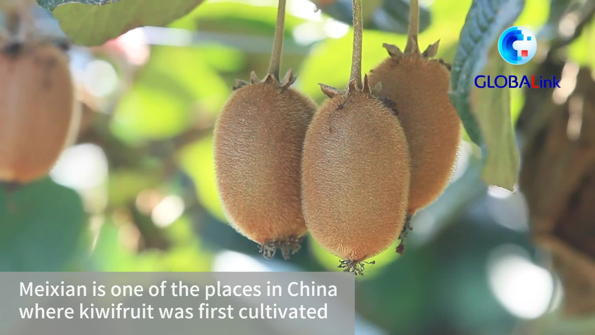 GLOBALink | Kiwifruits sweeten life in NW China county