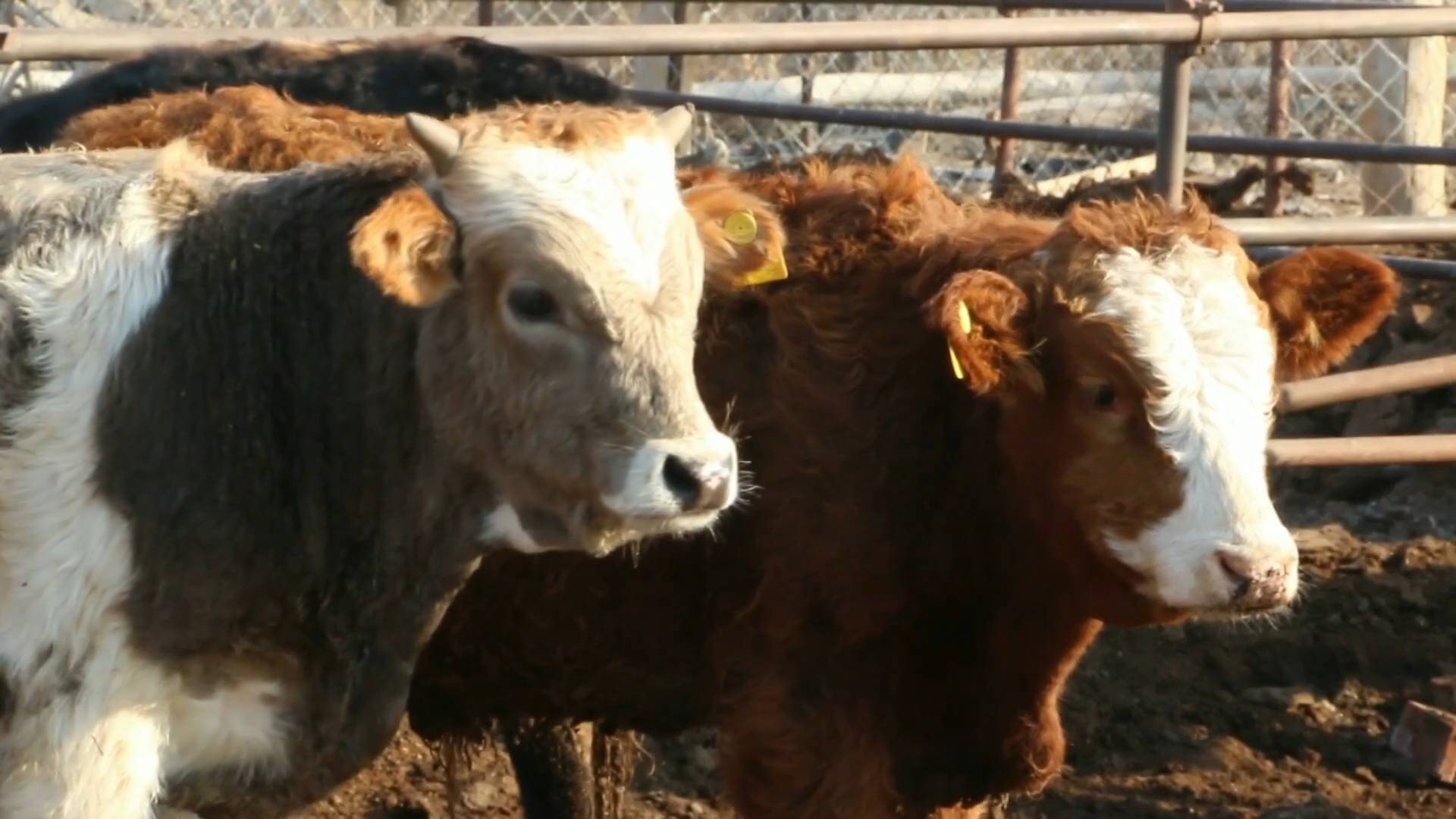 GLOBALink | Xinjiang, My home: A veterinarian's daily life