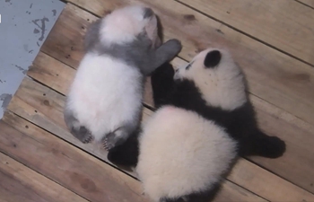 Could you offer a discount for the panda dolls?