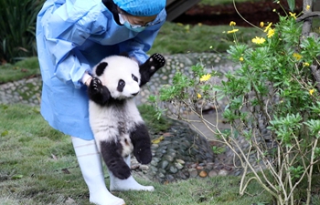 Take this "panda doll" away