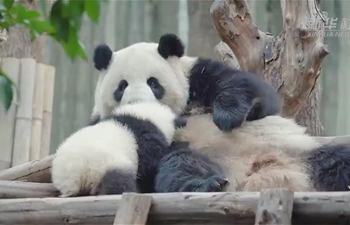 Baby panda spends quality time with mother