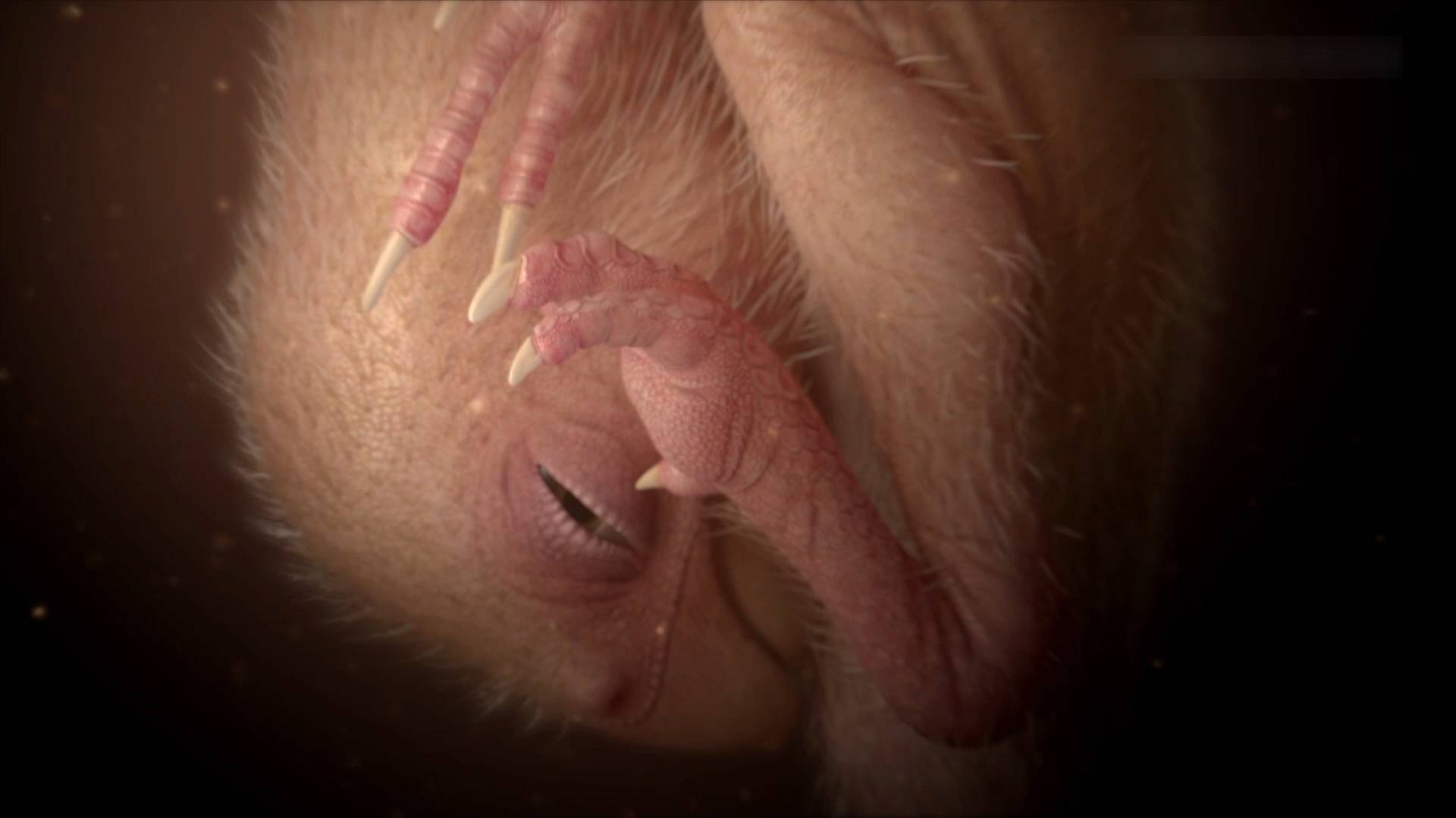 GLOBALink | Dinosaur embryo study supports ancestral link to birds