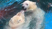 Polar bears play in zoo in Wuhan