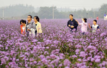 Lavender garden in Jinan, China's Shandong
