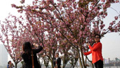Cherry blossoms attract visitors