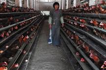 How to prevent the bird flu