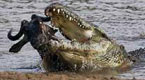 Crocodiles: Killer in the Mara river