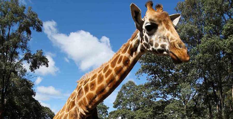 Giraffe center in Nairobi