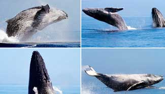 Dedicated wildlife photographers