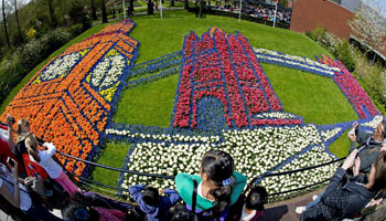 Colorful tulips in famous Keukenhof park in Lisse