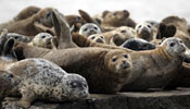 Spotted seals rest on coastal mudflat in NE China's Liaoning