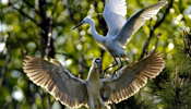 White egrets seen at Tianmahu scenic resort in N China