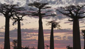 Baobab trees - unique scenery in Madagascar
