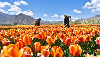 Tulip flowers blossom in China's Tibet