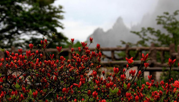 Visitors view blooming azaleas at Huangshan Mountain, E China
