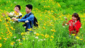 Flowery terraces in Yunshan Village of Yongtai County