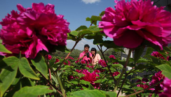 Peony flowers attract visitors in Beijing