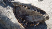 9-meter long "monster" washed up on NZ's coast