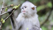 Population of Yunnan snub-nosed monkeys grows