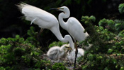 Egrets feed their chicks in E China forest park