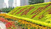 Yinchuan decorated with flowers for upcoming China-Arab States Expo