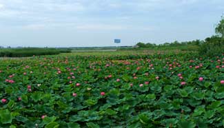 Amazing Mingcui Lake in China's Yinchuan