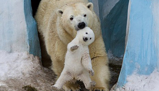 Newborn polar bear makes debut in Siberian Zoo
