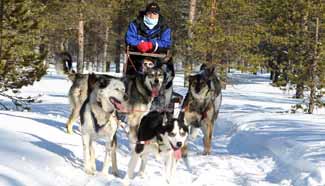 Tourists enjoy husky safari in N Finland