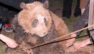 Wild panda discovered in China's Sichuan