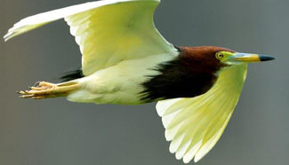 Yellow River Wetland: heaven for birds