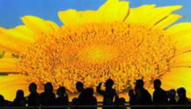 Holiday tourists revel in the beauty of nature