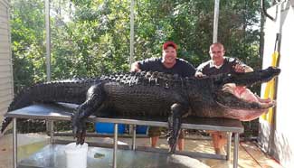 Gigantic monster crocodile captured in Florida