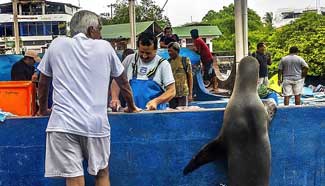 Hungry sea lion begs for free meal at fish market