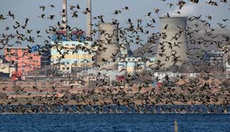 Wild gooses fly to Dongwushi reservoir to overwinter