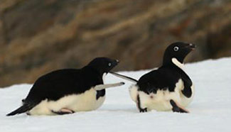 Penguins seen near China's Zhongshan Antarctic Station